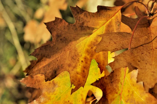 Лист дуба осенью — стоковое фото