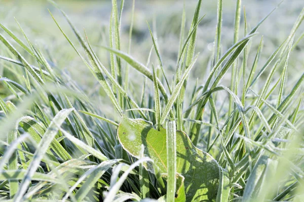 Erba ricoperta di gelo — Foto Stock