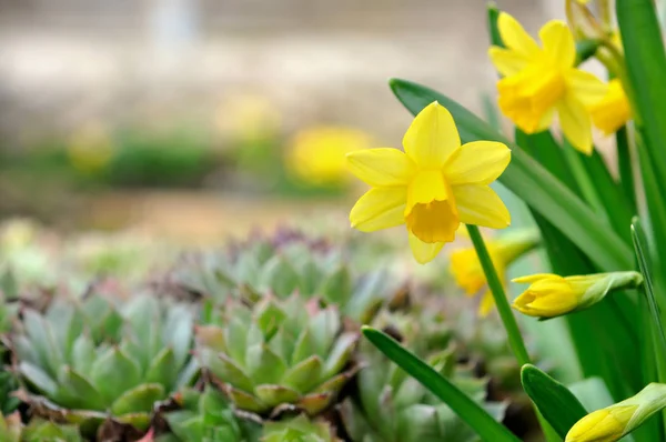 Narciso en el jardín — Foto de Stock