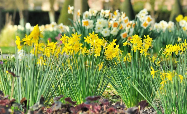 Piękne daffogils kwiatów łóżku — Zdjęcie stockowe