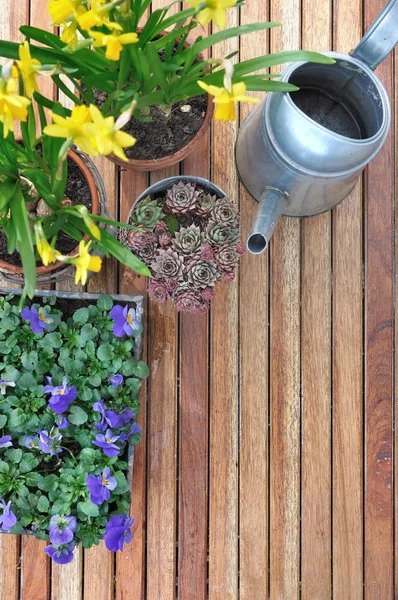 Frühlingsblumen in Töpfen — Stockfoto