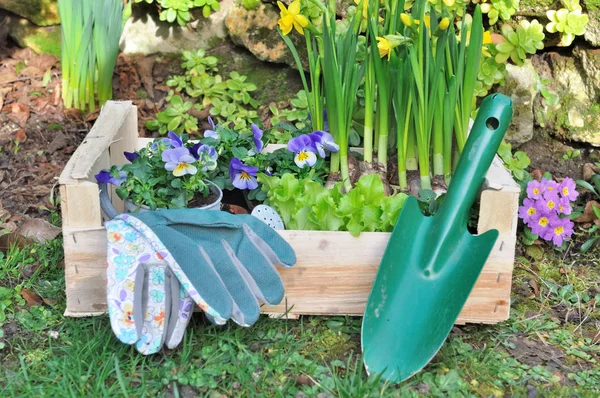 Lentebloemen in houten lade — Stockfoto