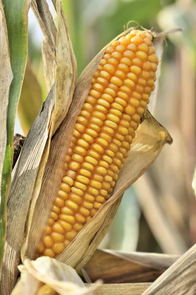 Perto na orelha madura de milho — Fotografia de Stock