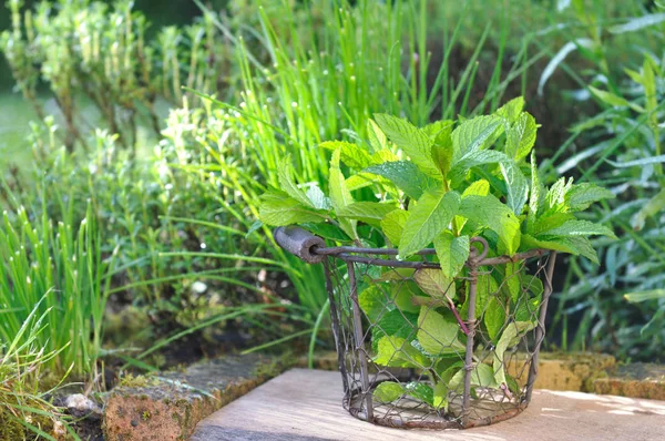 Daun mint segar dalam keranjang tua — Stok Foto