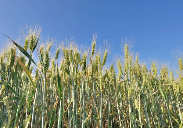 Bir alanda büyüyen buğday — Stok fotoğraf