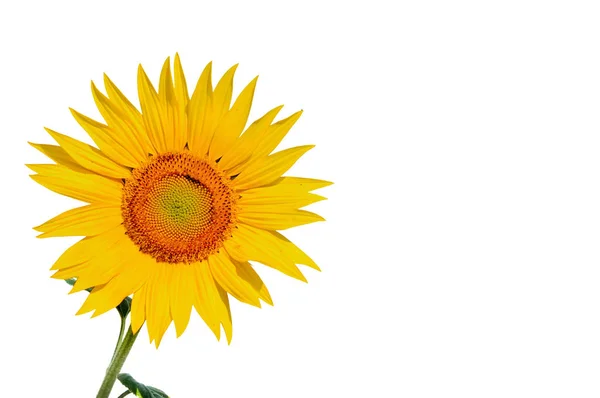 Beautiful sunflower blooming isolated — Stock Photo, Image