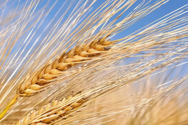 Vicino su grano maturo in un campo — Foto Stock