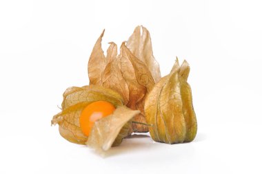 physalis beyaz arkaplanda izole