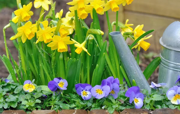 Jarní květiny a konev — Stock fotografie