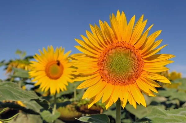 Stor solros i ett fält — Stockfoto