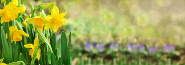 Narcisos en el jardín —  Fotos de Stock