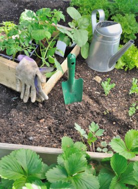 plantation için bir bahçe sebze bitki