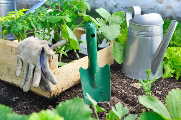 Impianto vegetale in un vassoio in un giardino — Foto Stock