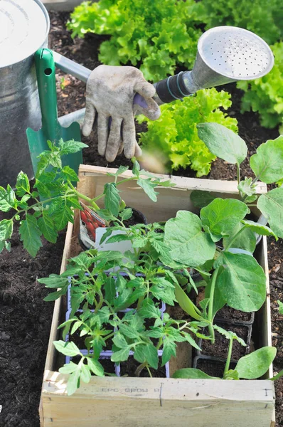 Vegetable plants for plantation — Stock Photo, Image