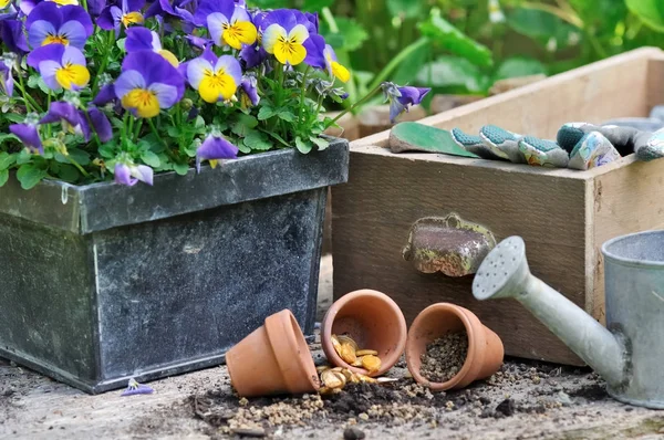 Çiçek ve Bahçe aksesuarları ile tohum — Stok fotoğraf