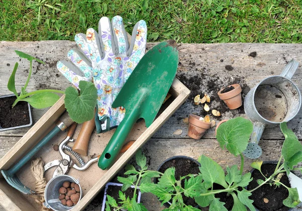 Outils de jardinage dans une boîte — Photo