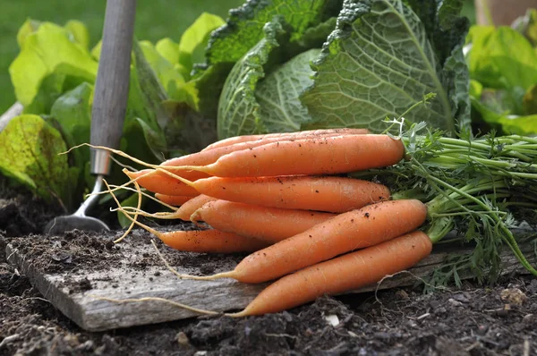 Fresh carrots in vegetable garden — Stock Photo, Image