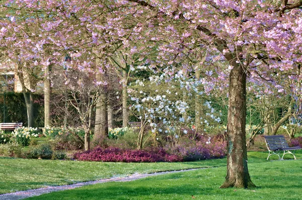 Bahar kiraz ağacında Şehir Parkı — Stok fotoğraf