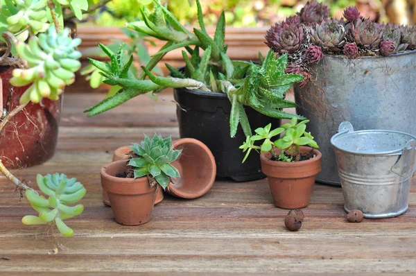 Collectie van succulente installatie — Stockfoto