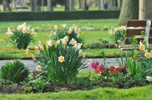 Narcisos em um parque da cidade — Fotografia de Stock