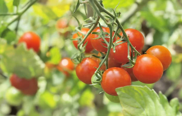 Tomates cerises parmi les feuilles — Photo