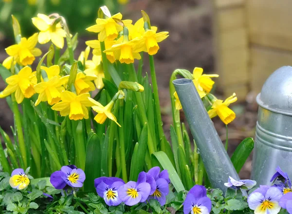 Lata de riego con narcisos — Foto de Stock