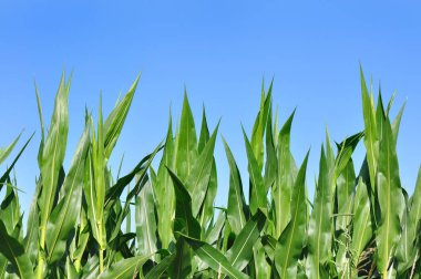 parlak yeşil yaprakları Mısır