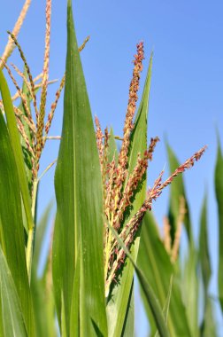 yaprak ve önümüzdeki Mısır