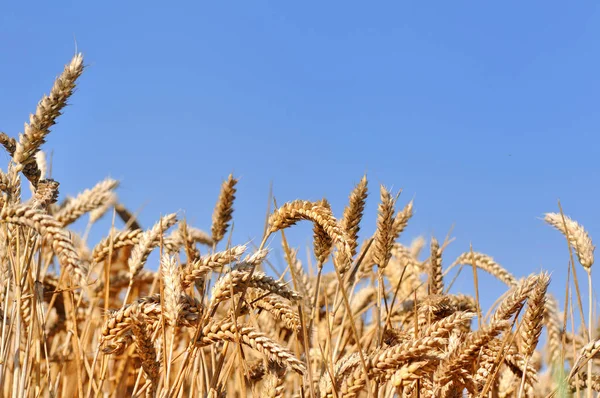 成熟的小麦在字段中 — 图库照片