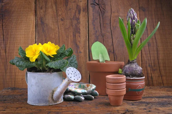 Macetas de flores de primavera — Foto de Stock