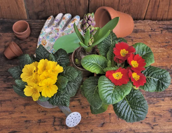 Jarní květy na rustikální prkno — Stock fotografie