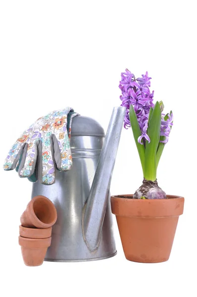Jacinto em vaso de flores e regador — Fotografia de Stock