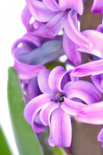 Bloemblaadjes van roze hyacint — Stockfoto