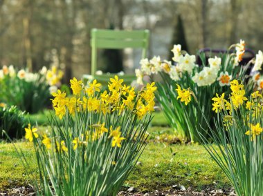 bir parkta çiçek açan nergis 