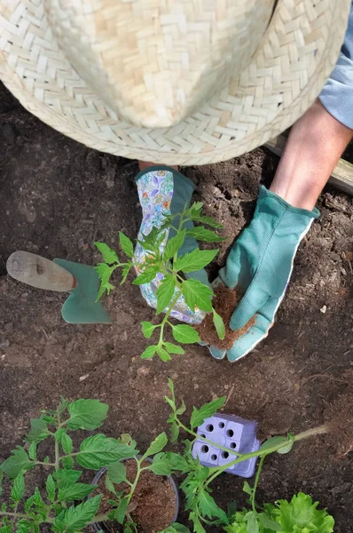 Piantare ortaggi in giardino — Foto Stock