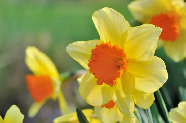 Beautiful daffodil blooming — Stock Photo, Image