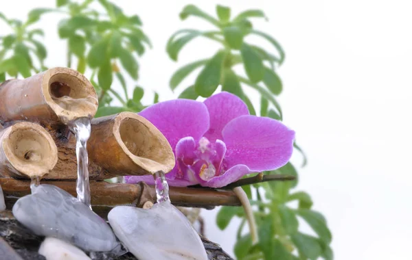 Fountain with pink orchid — Stock Photo, Image