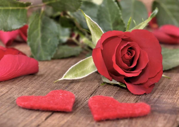 Rosa vermelha romântica com corações — Fotografia de Stock