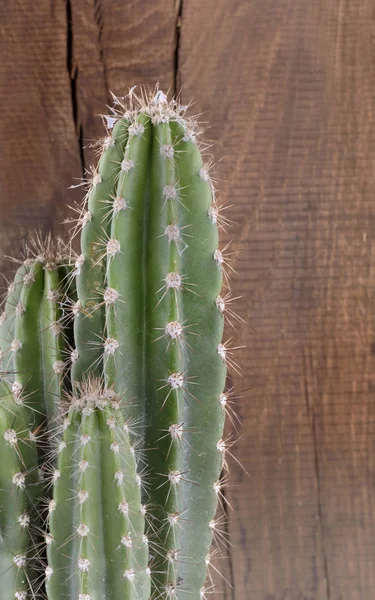 Cactus on wooden background — Stock Photo, Image