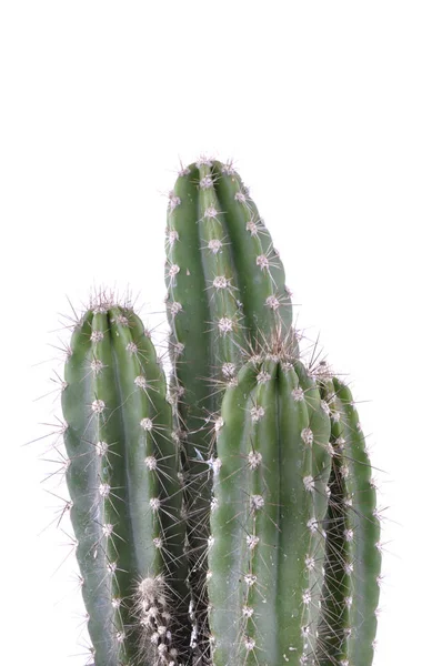 Pittige cactus geïsoleerd — Stockfoto