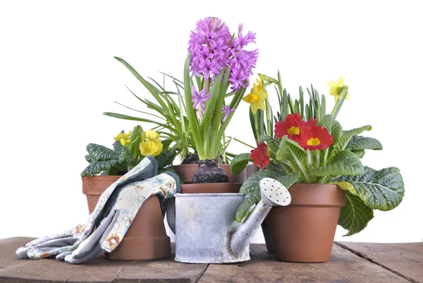 Lente bloemen in potten — Stockfoto