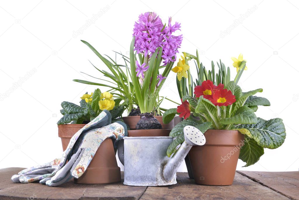 springtime flowers in pots