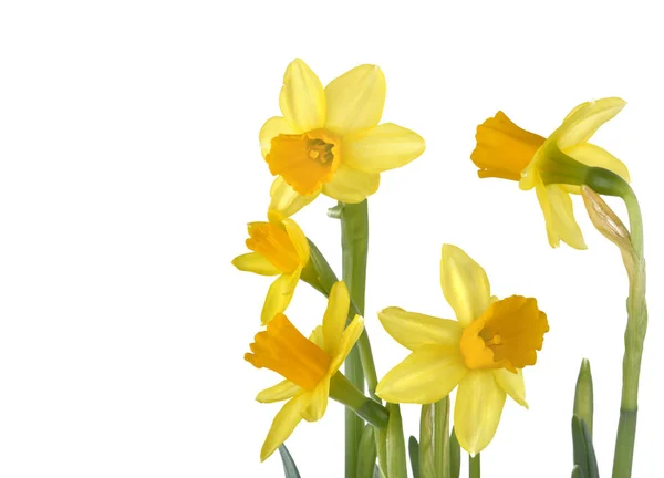 beautiful daffodils isolated