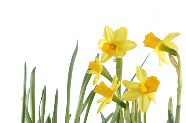 Beautiful daffodils isolated — Stock Photo, Image