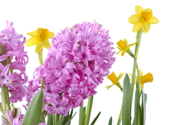 Beautiful pink hyacinth — Stock Photo, Image