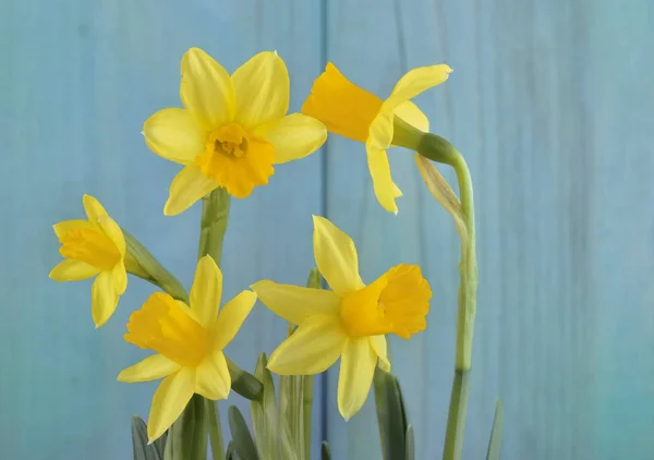 Yellow daffodils on blue background — Stock Photo, Image