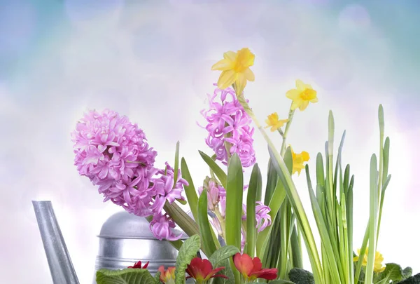 Krásný jarní květiny — Stock fotografie