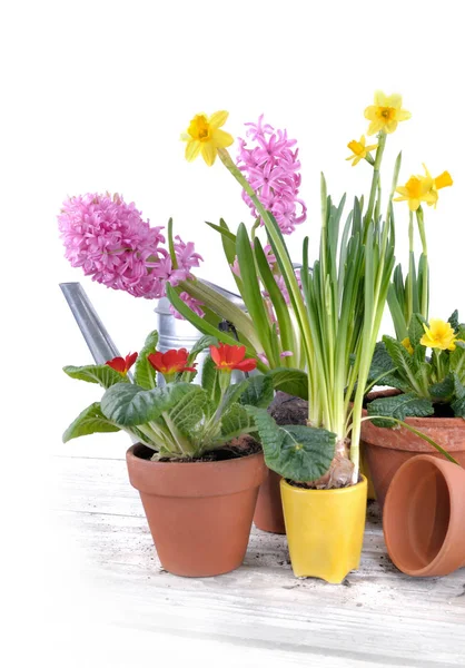 Színes tavaszi virágok, cserepes — Stock Fotó