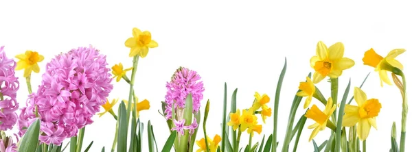 Beautiful springtime flowers — Stock Photo, Image