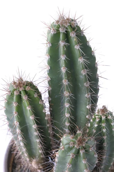 Pittige cactus geïsoleerd — Stockfoto